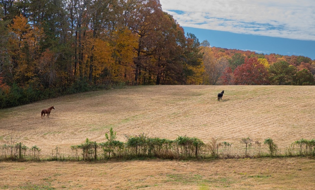 Pasture at Appalachian Equestrian Academy