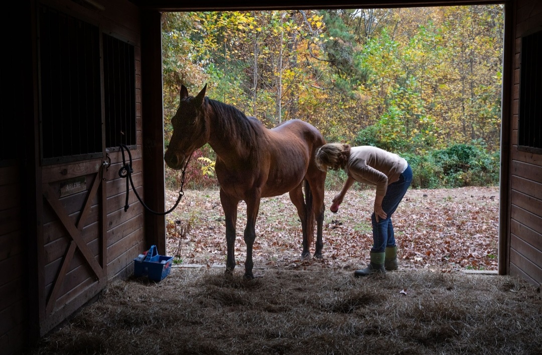 woman brushing a horse at Appalachian Equestrian Academy